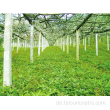 Die große saussurea coptis